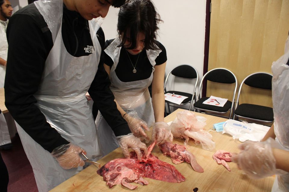 Students performing dissection